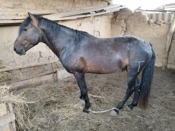 Horse (M), Horses — Kazakhstan