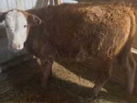 Bò cái, Latvian Blue cattle — ảnh 3