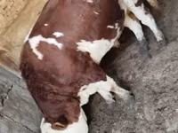 公牛, Simmental cattle — 照片 4