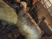 Kambing jantan, Sheep — foto 3
