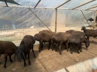 Ram, Sheep — photo 2