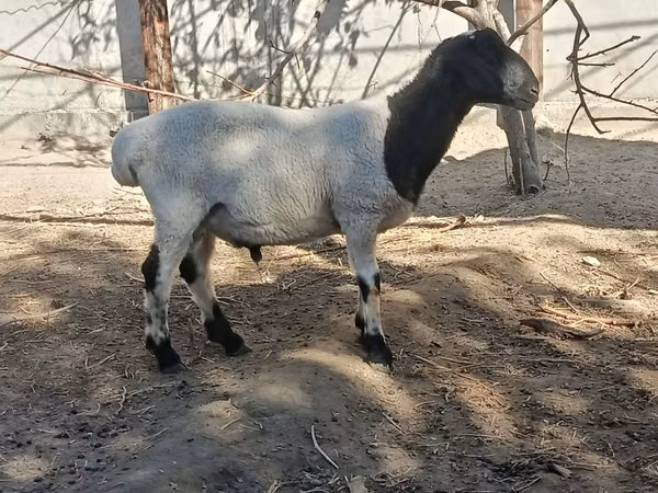公羊, Sheep