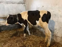 Bulle, Holstein-Rasse — Foto 2