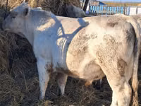 Bull, Auliekol breed — photo 3