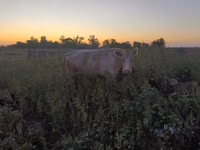 Vacă, Simmental cattle — foto 2