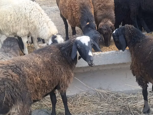 Ram, Sheep — Uzbekistan