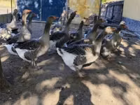 Geese — photo 2