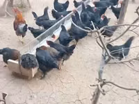 Chickens — sawirka 2