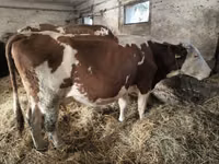 Cow, Simmental cattle — photo 3