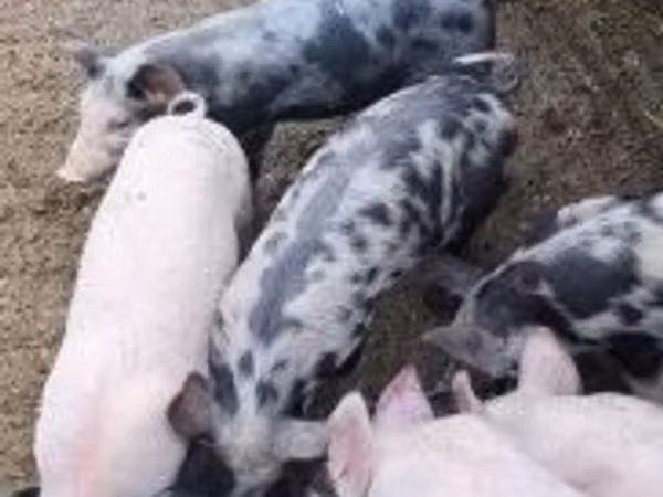 Sow, Pigs