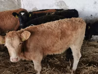 Cow, Cattle — photo 2