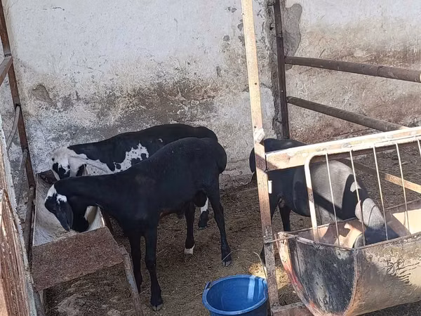 Ram, Sheep — Uzbekistan