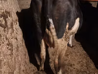 Krava, Russian Black pied cattle — foto 4