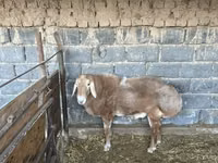 公羊, Sheep — 照片 1