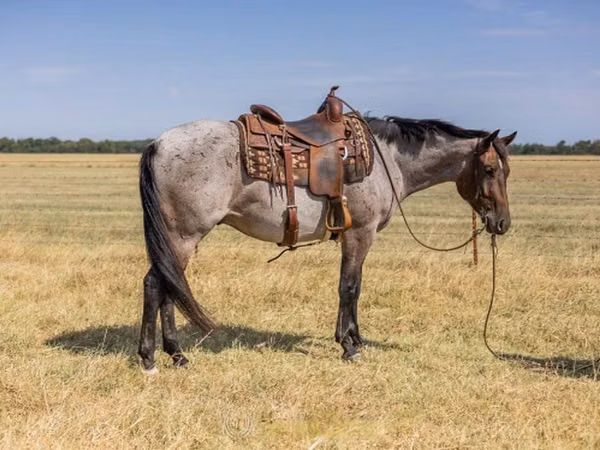 Horse (M), Quarter Horse