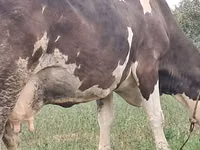 Cow, Simmental cattle — photo 3