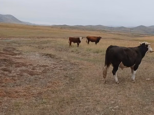 公牛, Latvian Blue cattle — 哈萨克斯坦