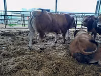 Lembu jantan, Partenaise cattle — foto 2