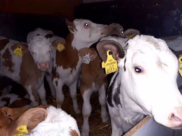 گاو نر, Simmental cattle