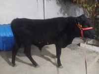 Toro, Aberdeen Angus — foto 3