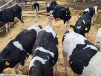 Bull, Holstein breed — photo 2