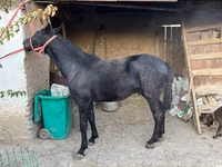 ঘোটকী, ঘোড়া — ছবি 2