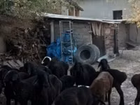 Sheep (batch, sex not specified), Hissar sheep — photo 2