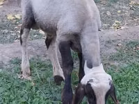 قوچ, گوسفند — عکس 1