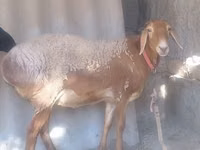Ram, Arashan sheep — photo 1