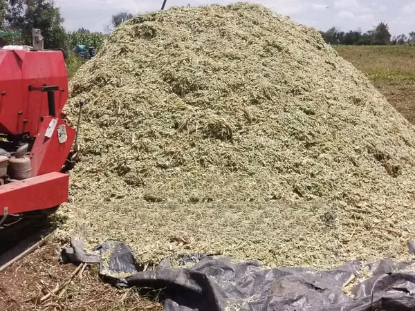 Wrapped, Cylindrical Silage Bales Livestock Feed - Per 60 Kg