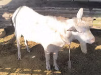 بز ماده, Alpine goat — عکس 2