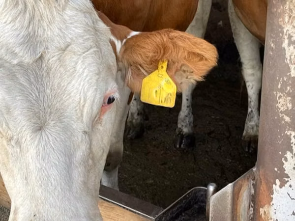 Cow, Simmental cattle — Russia