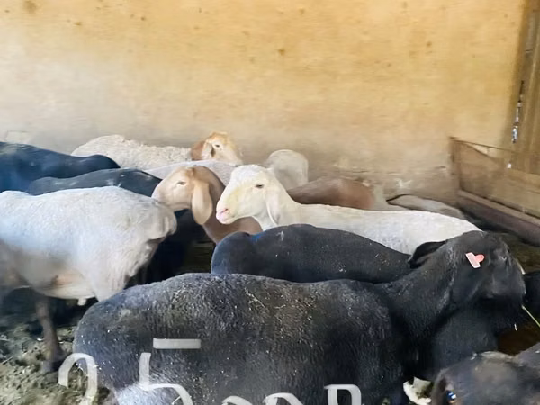 Kambing jantan, Arashan sheep