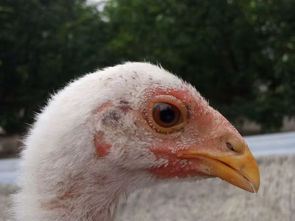 Chickens — Kirgistaan