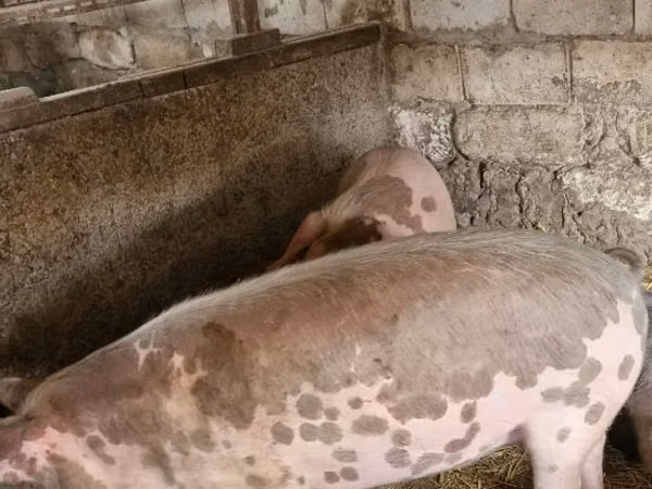 Boar, Pigs — Moldova