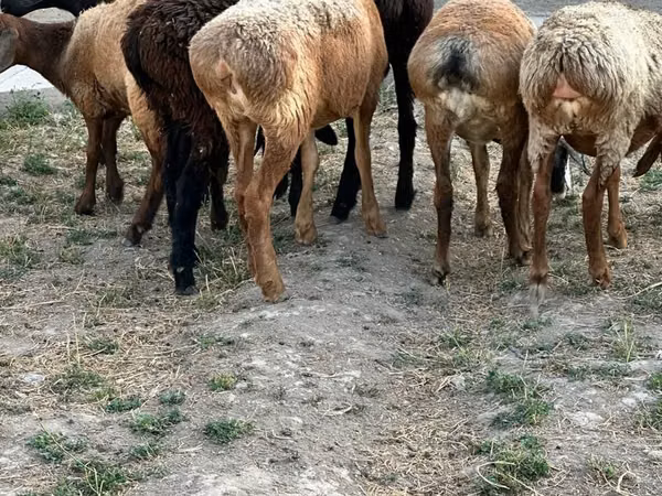 Ram, Sheep — Kazakhstan