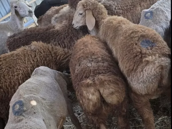 Sheep (batch, sex not specified), Arashan sheep — Kyrgyzstan
