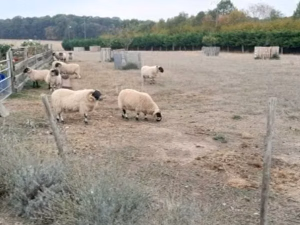 Ram, Scottish Blackface sheep — United Kingdom