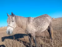 Kuda betina, Kazakh horse — foto 1