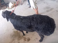 Ram, Sheep — photo 4