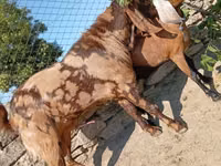 بز نر, Kamori goats — عکس 5