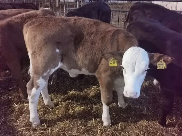 牛只（批次，未指定性别）, Simmental cattle