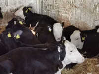 Bull, Simmental cattle — photo 3