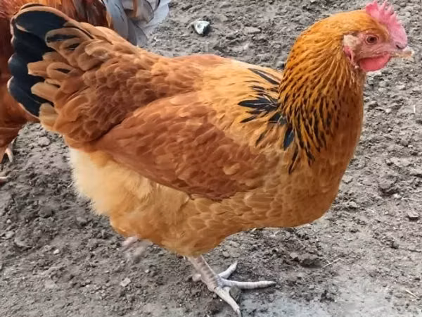 Sussex — Hungary
