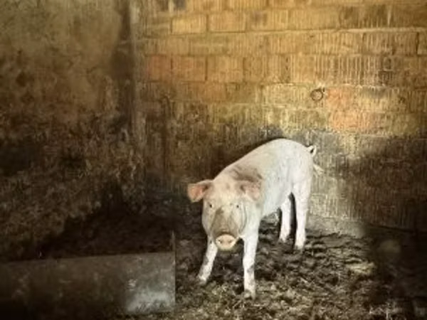 Boar, 