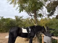 اسب نر, Friesian — عکس 6