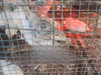 Turkeys — foto 3
