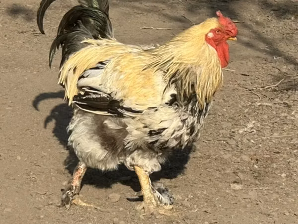 Czech Gold Brindled Hen — Kyrgyzstan
