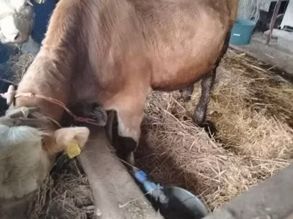 Dibi, Simmental cattle