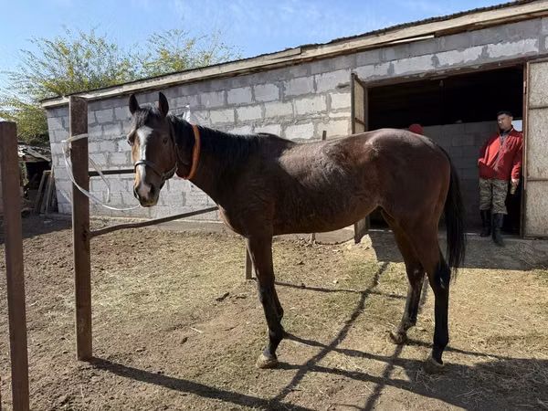 Farasi jike, Arabian horse